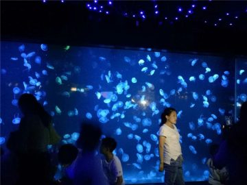 2018 nga acrylic jellyfish aquarium tank nga bildo
