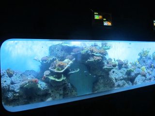 Artificial Cast Acrylic Cylindrical Transparent fish aquarium / panglantaw sa bintana
