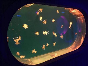 Dakong Fish Tank Acrylic Aquarium