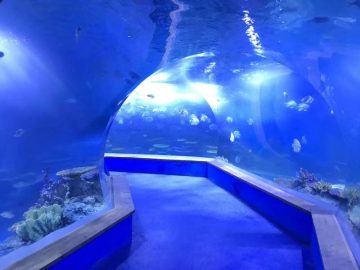 transparent nga acrylic nga bildo nga Tunnel aquarium